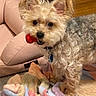 Oakley is registered to the contest to win money with this photo: dog, toy, curly_fur, ears, blanket, pink_cushion, wooden_floor, pet, playful, indoor, small_dog, fur, collar, animal, cute, companion, household, mammal, canine, domestic_animal