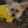 Oakley joined the competition — help win amazing prizes! dog, yellow_jacket, pet, indoor, carpet, curious, fluffy, small_dog, fur, ears, collar, brown, cute, animal, domestic, looking_up, close_up, paw, floor, coat