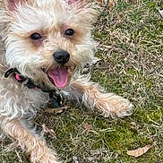 Oakley joined the competition — help win amazing prizes! dog, animal, grass, outdoor, pet, canine, happy, tongue_out, ears, fur, muzzle, collar, playful, nature, leaf, cute, small_dog, lying_down, expression, close_up