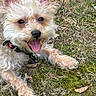 dog, animal, grass, outdoor, pet, canine, happy, tongue_out, ears, fur, muzzle, collar, playful, nature, leaf, cute, small_dog, lying_down, expression, close_up