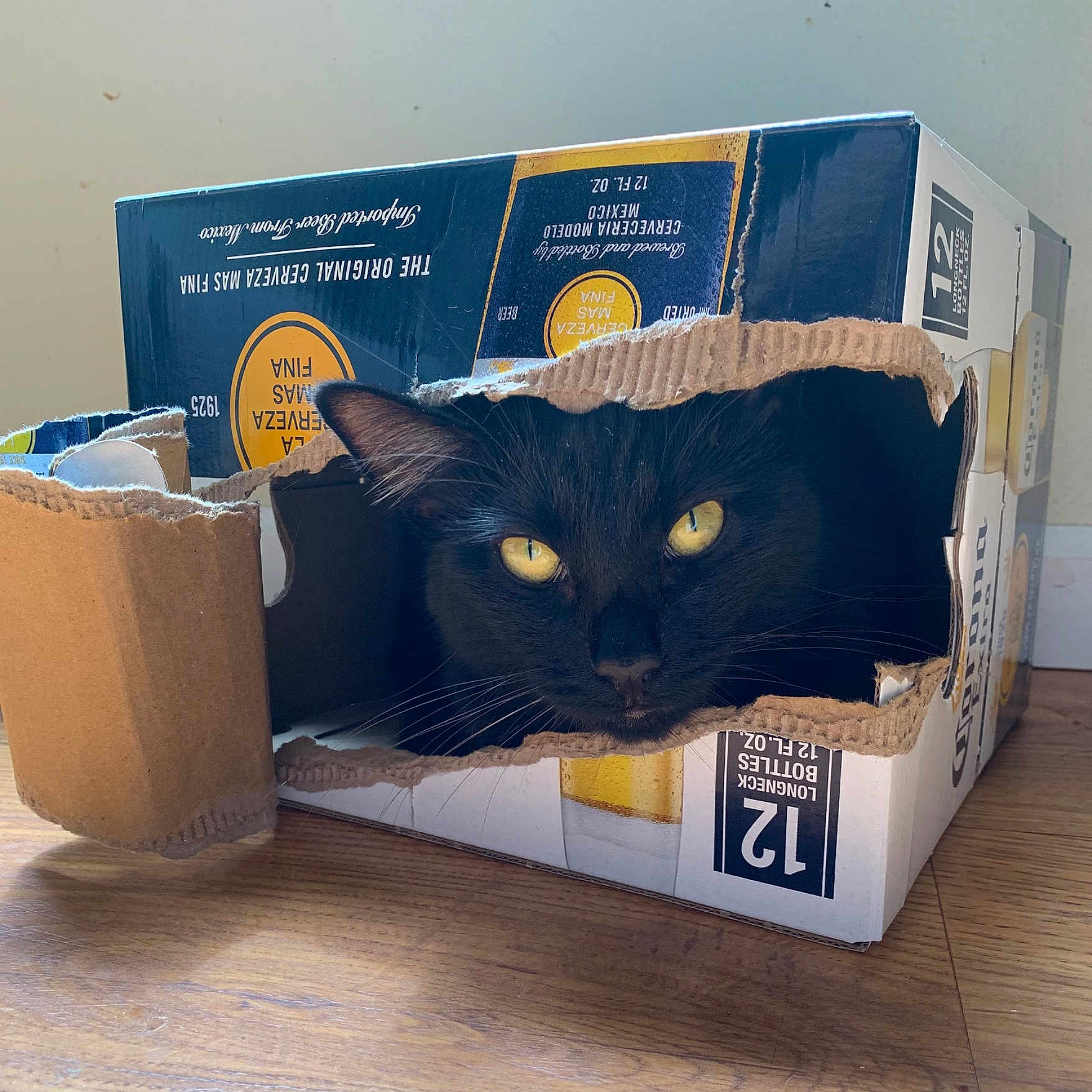 Munk is registered to the contest to win money with this photo: bag, box, cardboard, carnivore, carton, cat, felidae, font, household_supply, package_delivery, packaging_and_labeling, packing_materials, paper, paper_bag, paper_product, rectangle, shipping_box, small_to_medium_sized_cats, whiskers