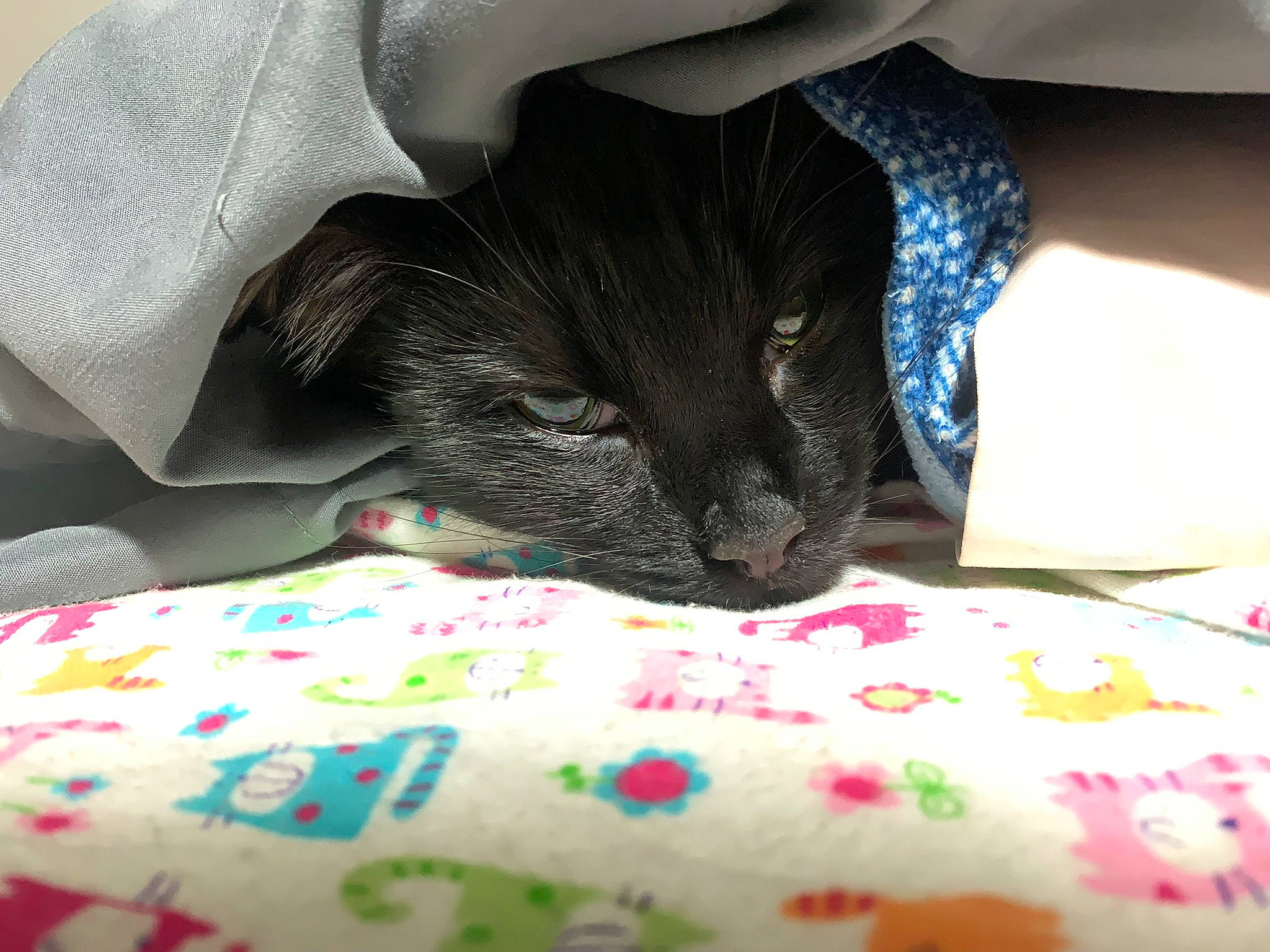 Munk joined the competition — help win amazing prizes! bed_sheet, bedding, black_cat, bombay, carnivore, cat, claw, comfort, domestic_short_haired_cat, felidae, fur, gesture, human_leg, linens, nail, small_to_medium_sized_cats, snout, tail, textile, whiskers