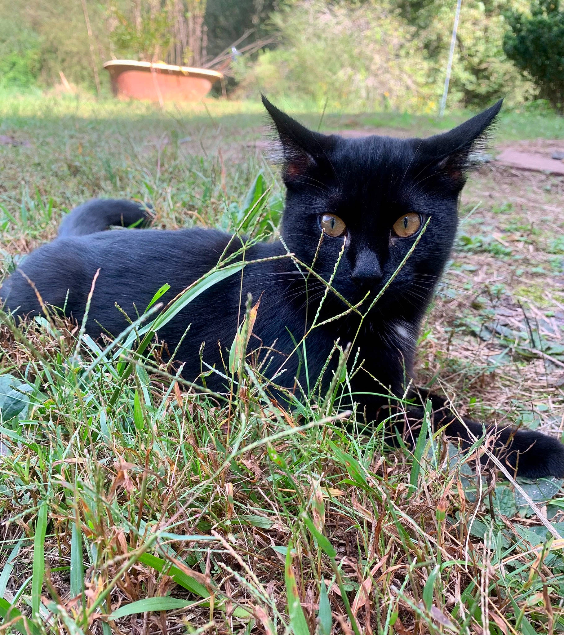 Munk joined the competition — help win amazing prizes! black_cat, bombay, carnivore, cat, domestic_short_haired_cat, felidae, fur, grass, grass_family, grassland, groundcover, pasture, plant, shrub, small_to_medium_sized_cats, snout, tail, terrestrial_animal, whiskers, working_animal