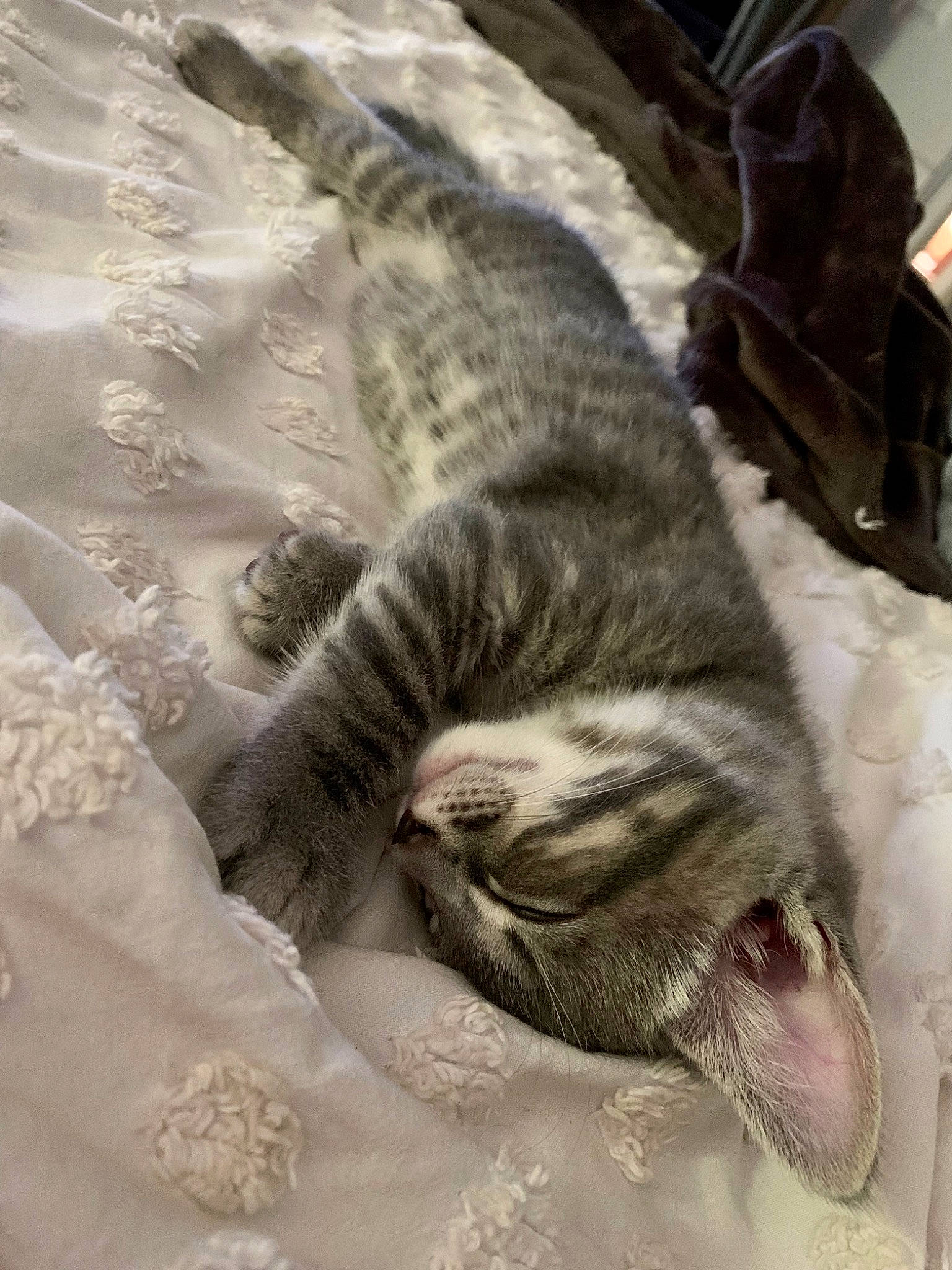 Goose joined the competition — help win amazing prizes! carnivore, cat, claw, comfort, domestic_short_haired_cat, felidae, fur, grey, linens, nap, pattern, paw, sleep, small_to_medium_sized_cats, snout, tail, terrestrial_animal, whiskers, wildlife, wood