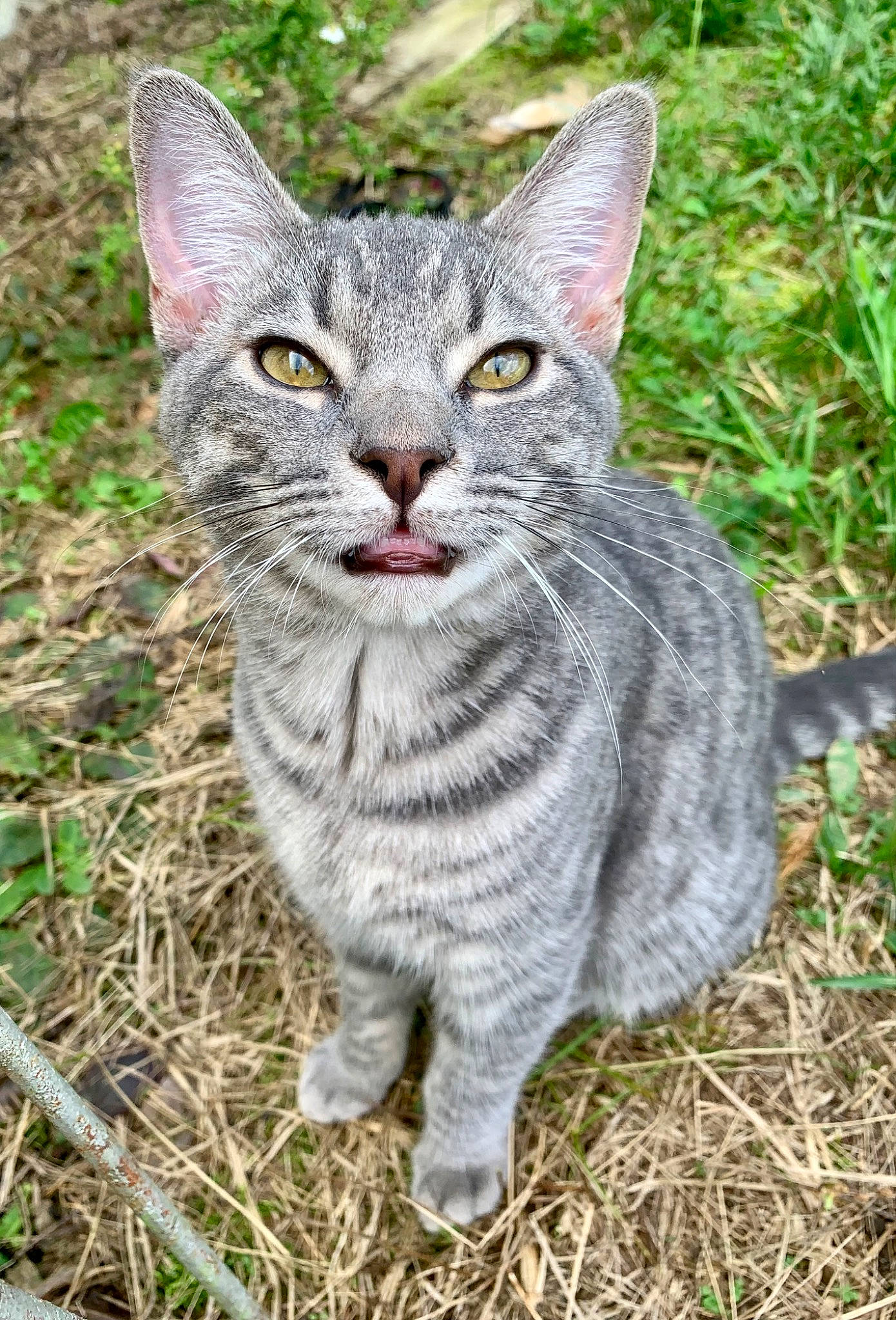 Goose joined the competition — help win amazing prizes! carnivore, cat, domestic_short_haired_cat, event, felidae, fur, grass, groundcover, small_to_medium_sized_cats, snout, tail, terrestrial_animal, tree, whiskers, wildlife