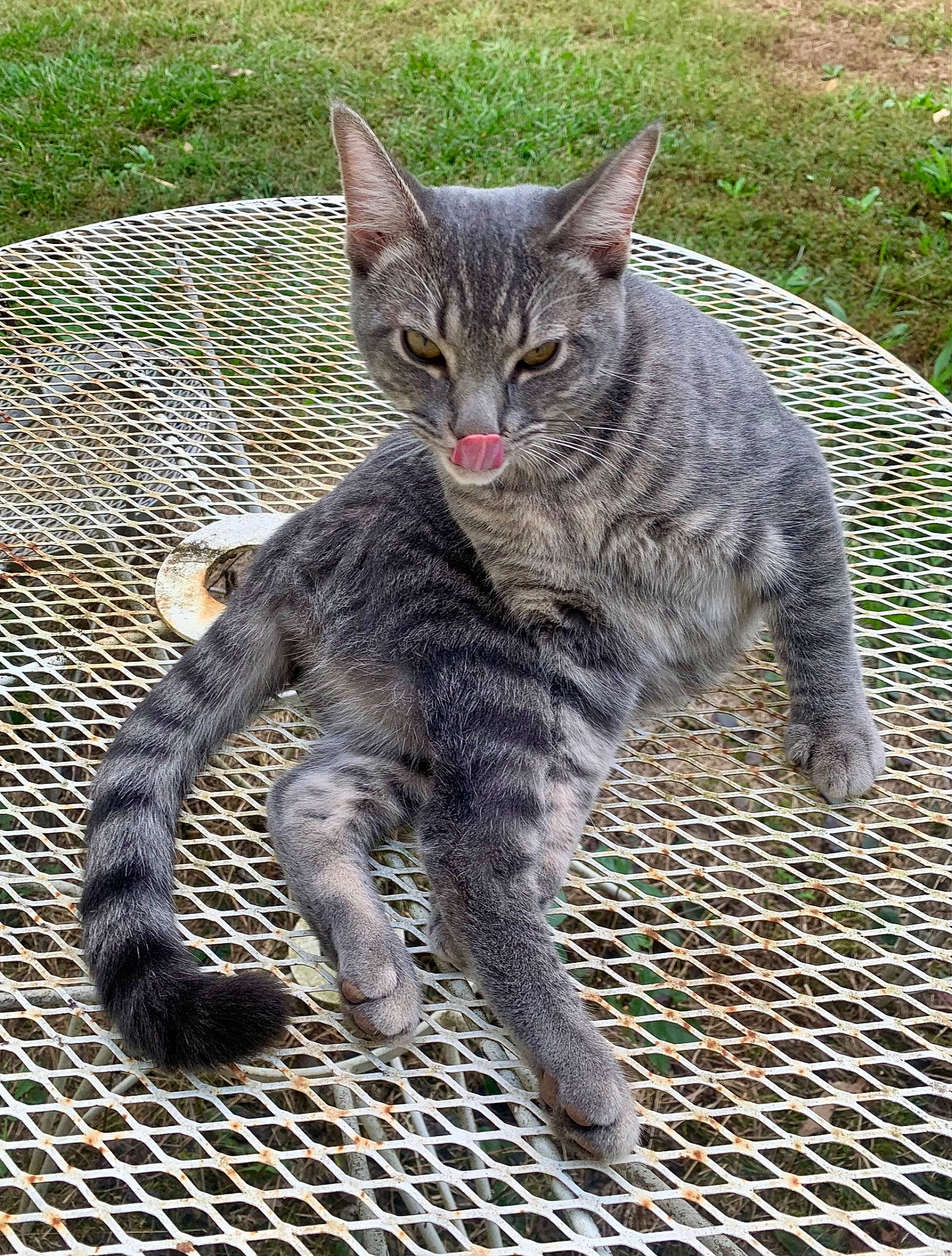 Goose is registered to the contest to win money with this photo: carnivore, cat, claw, domestic_short_haired_cat, felidae, foot, fur, grass, paw, plant, sitting, small_to_medium_sized_cats, snout, tail, terrestrial_animal, whiskers, wildlife