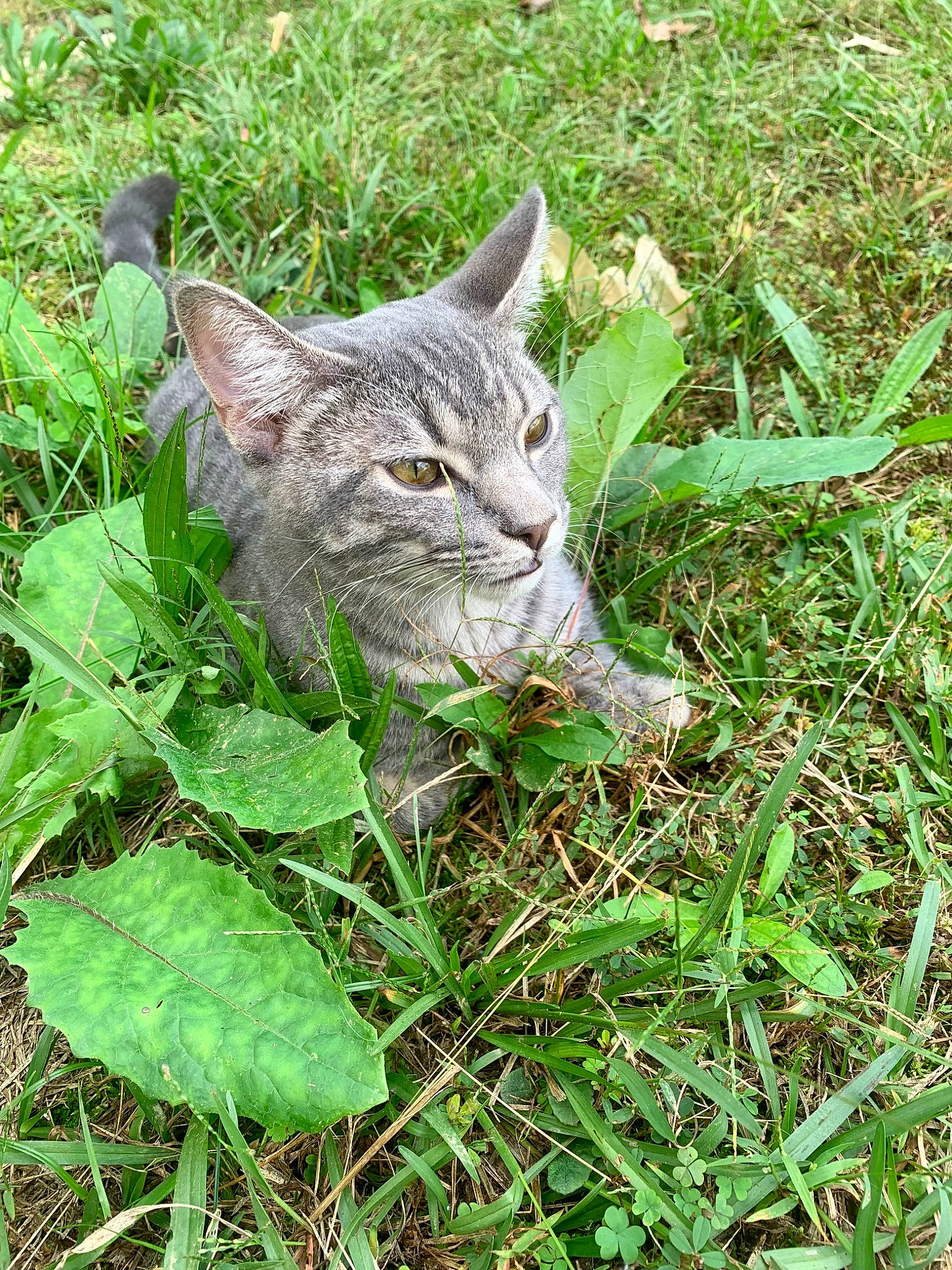 Goose is registered to the contest to win money with this photo: carnivore, cat, domestic_short_haired_cat, felidae, flowering_plant, fur, grass, grass_family, grassland, groundcover, herb, plant, poales, small_to_medium_sized_cats, snout, tail, terrestrial_animal, terrestrial_plant, whiskers, wildlife