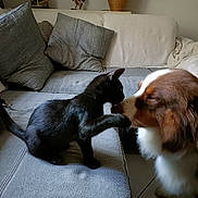 Sherlock a rejoint le concours — aidez-le/la à gagner de superbes lots ! cat, dog, black_cat, brown_and_white_dog, couch, pillows, indoor, pet_interaction, furniture, home, cozy, animal, feline, canine, close_up, nose_to_nose, curious, domestic, companions, soft_lighting