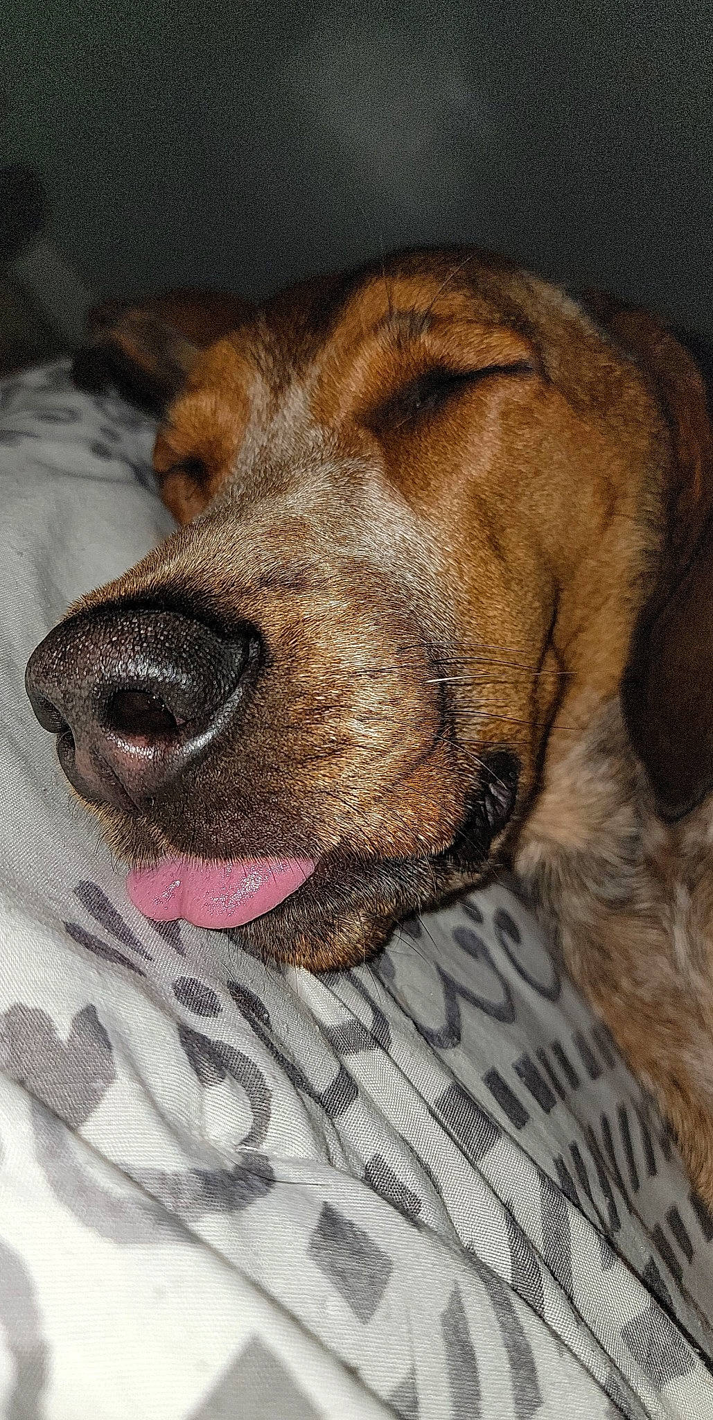 Harlee joined the competition — help win amazing prizes! canidae, carnivore, collar, companion_dog, dog, dog_breed, dog_collar, dog_supply, fawn, fur, guard_dog, liver, paw, pet_supply, snout, sporting_group, terrestrial_animal, whiskers, working_animal, wrinkle