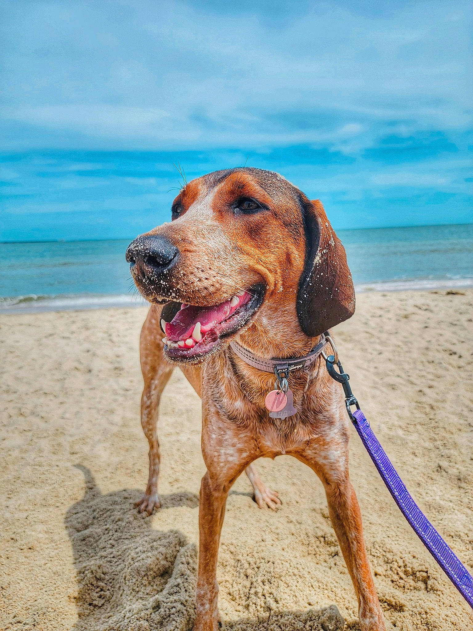 Harlee joined the competition — help win amazing prizes! ball, beach, blue, canidae, carnivore, cloud, collar, dog, dog_breed, dog_collar, fawn, gun_dog, liver, pet_supply, sand, sky, snout, sporting_group, water, working_animal
