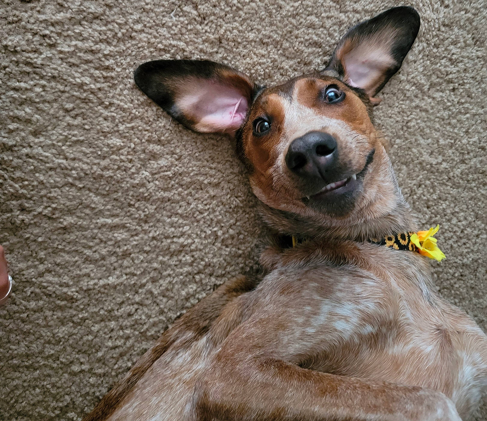 Harlee is registered to the contest to win money with this photo: canidae, carnivore, chihuahua, collar, companion_dog, dog, dog_breed, ear, fawn, fur, grey, liver, prazsky_krysarik, russkiy_toy, snout, sporting_group, terrestrial_animal, toy_dog, whiskers, working_animal