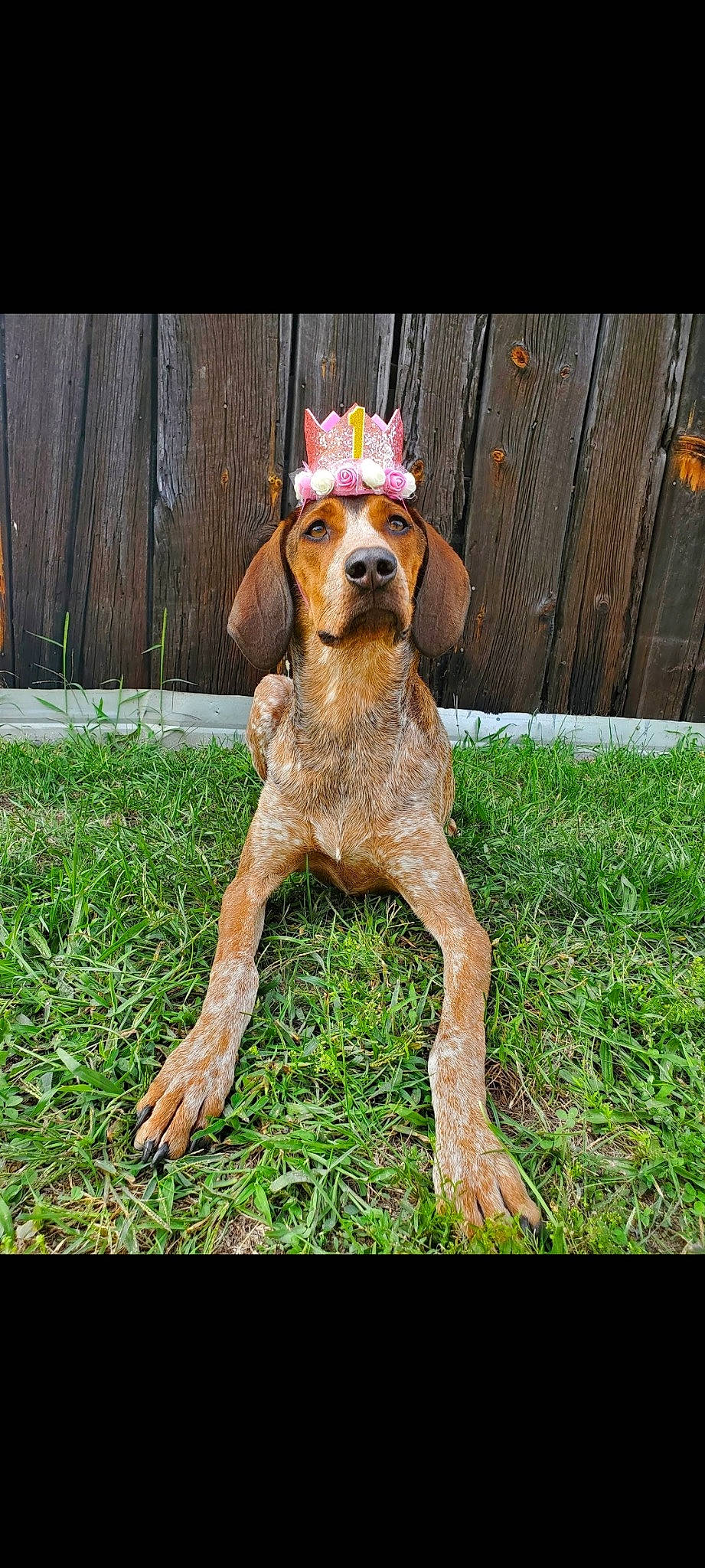 Harlee joined the competition — help win amazing prizes! ball, canidae, carnivore, collar, companion_dog, dog, dog_breed, dog_clothes, dog_collar, dog_supply, fawn, grass, hound, liver, pet_supply, plant, snout, sporting_group, tail, working_animal