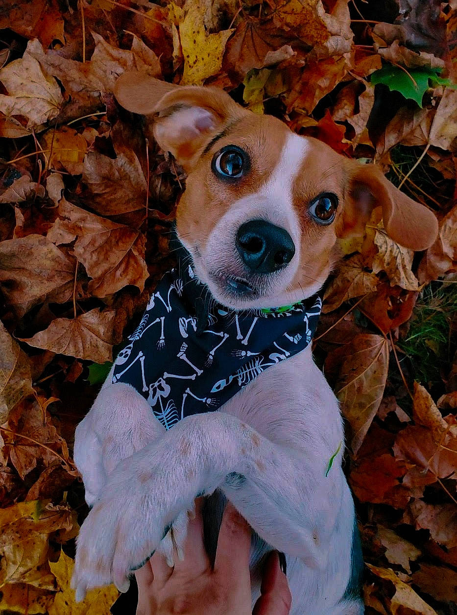 Diesel is registered to the contest to win money with this photo: canidae, carnivore, collar, companion_dog, dog, dog_breed, dog_collar, dog_supply, fawn, fur, grass, hound, hunting_dog, non_sporting_group, plant, puppy, snout, sporting_group, whiskers, working_animal