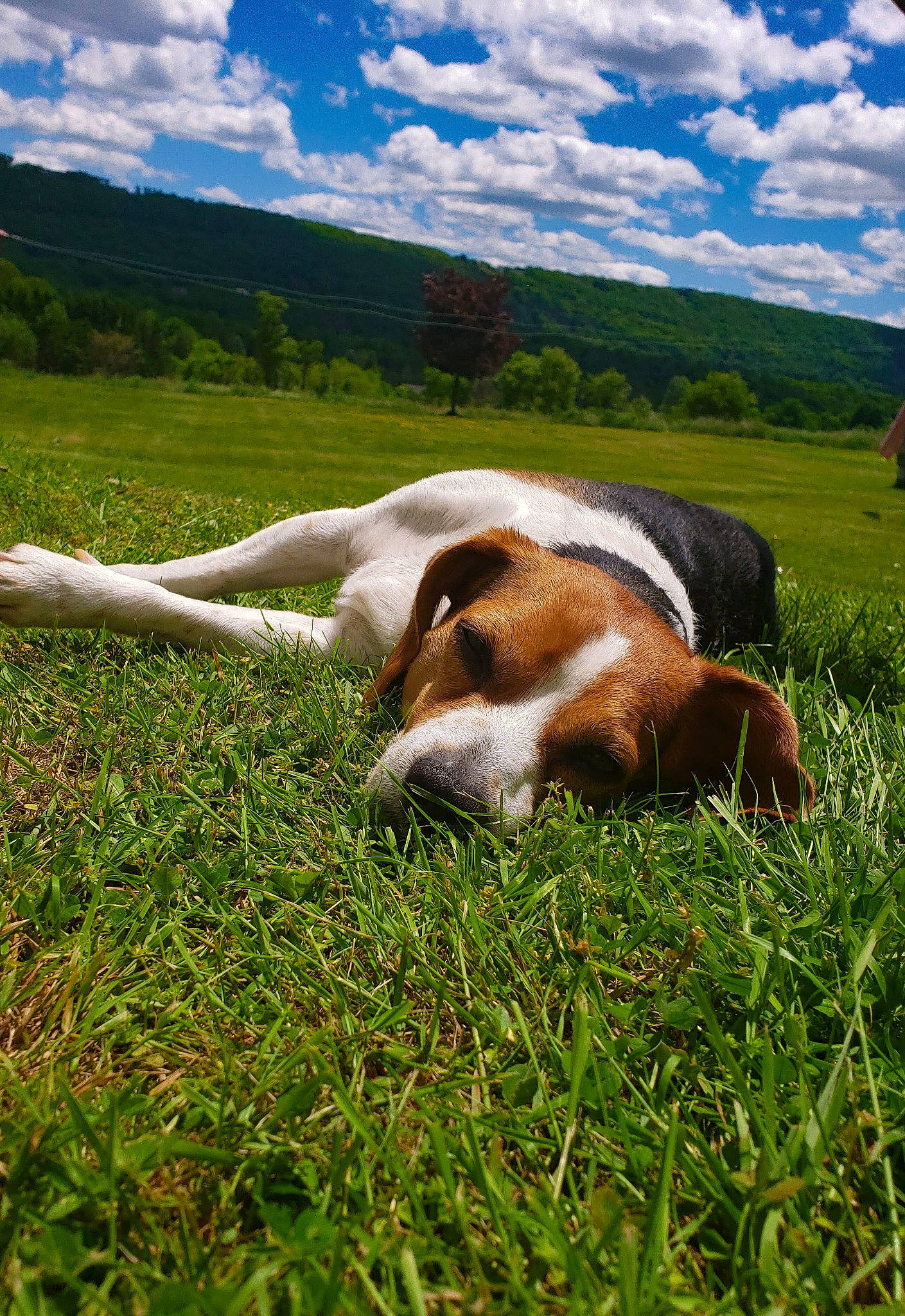 Diesel joined the competition — help win amazing prizes! carnivore, cloud, companion_dog, cumulus, dog, dog_breed, fawn, field, grass, grassland, landscape, meadow, natural_landscape, pasture, people_in_nature, plant, prairie, sky, tree, working_animal