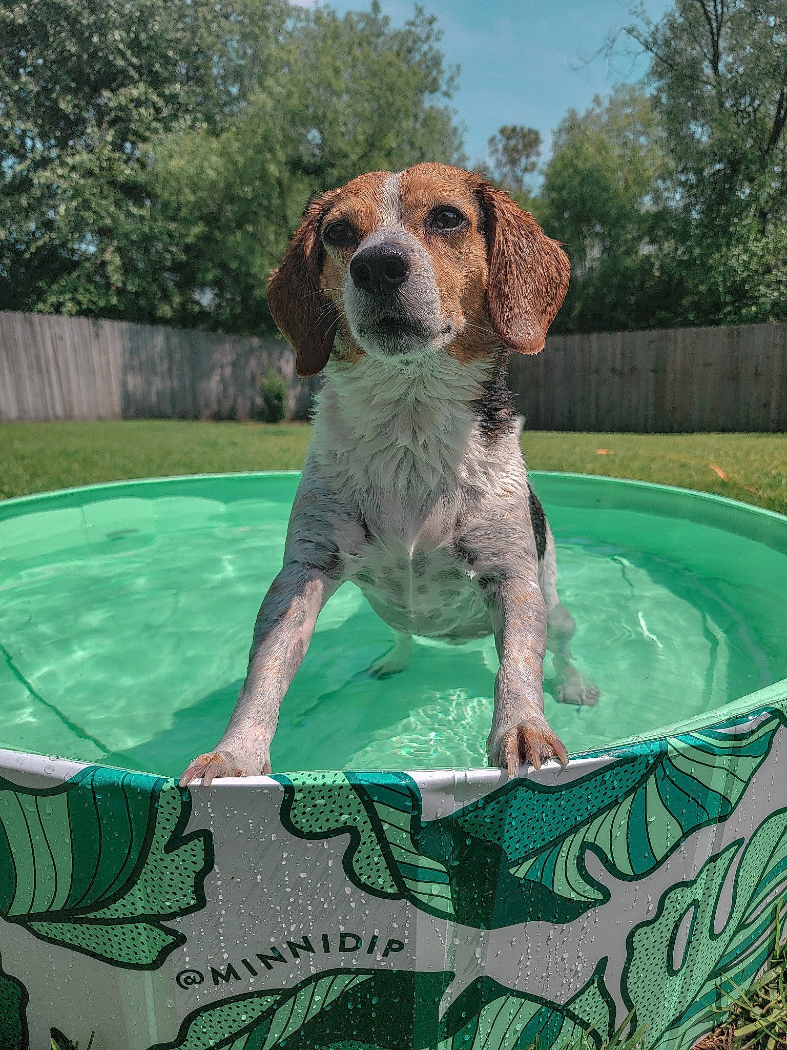 Diesel is registered to the contest to win money with this photo: canidae, carnivore, circle, companion_dog, dog, dog_breed, fawn, grass, groundcover, gun_dog, hound, hunting_dog, leisure, liver, plant, recreation, sky, sporting_group, tree, water