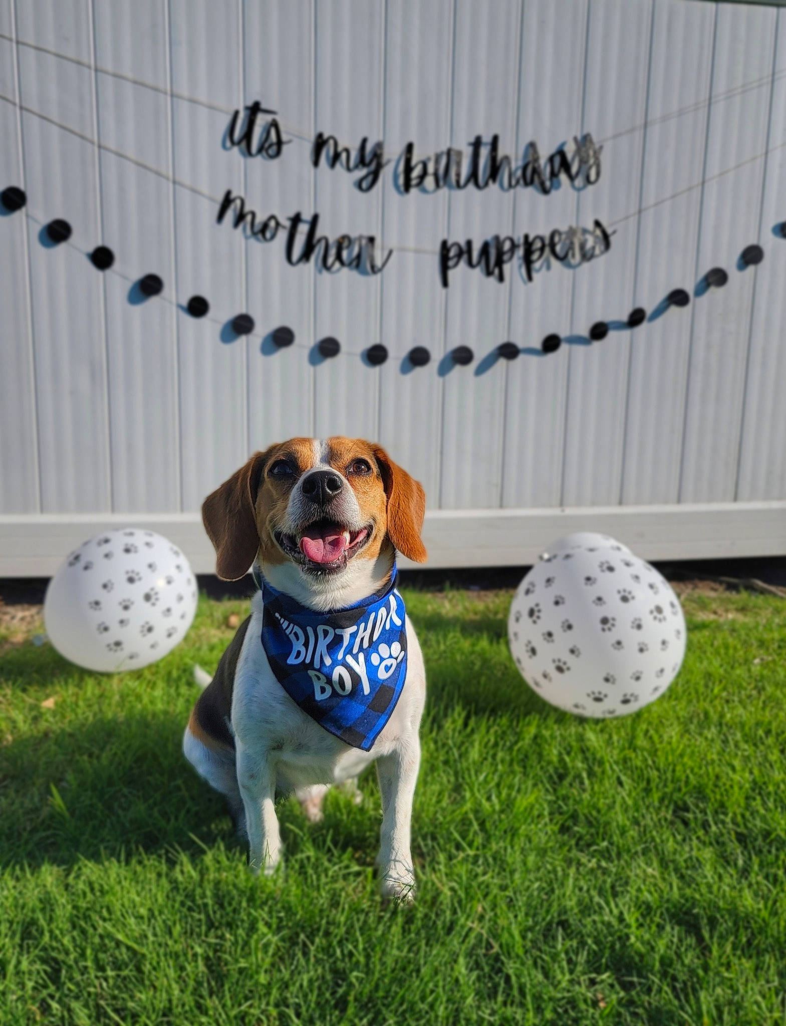 Diesel is registered to the contest to win money with this photo: ball, carnivore, chair, companion_dog, dog, dog_breed, dog_supply, eyewear, fawn, font, goggles, grass, lawn, mammal, pattern, plant, snout, sporting_group, sports_equipment, sunglasses