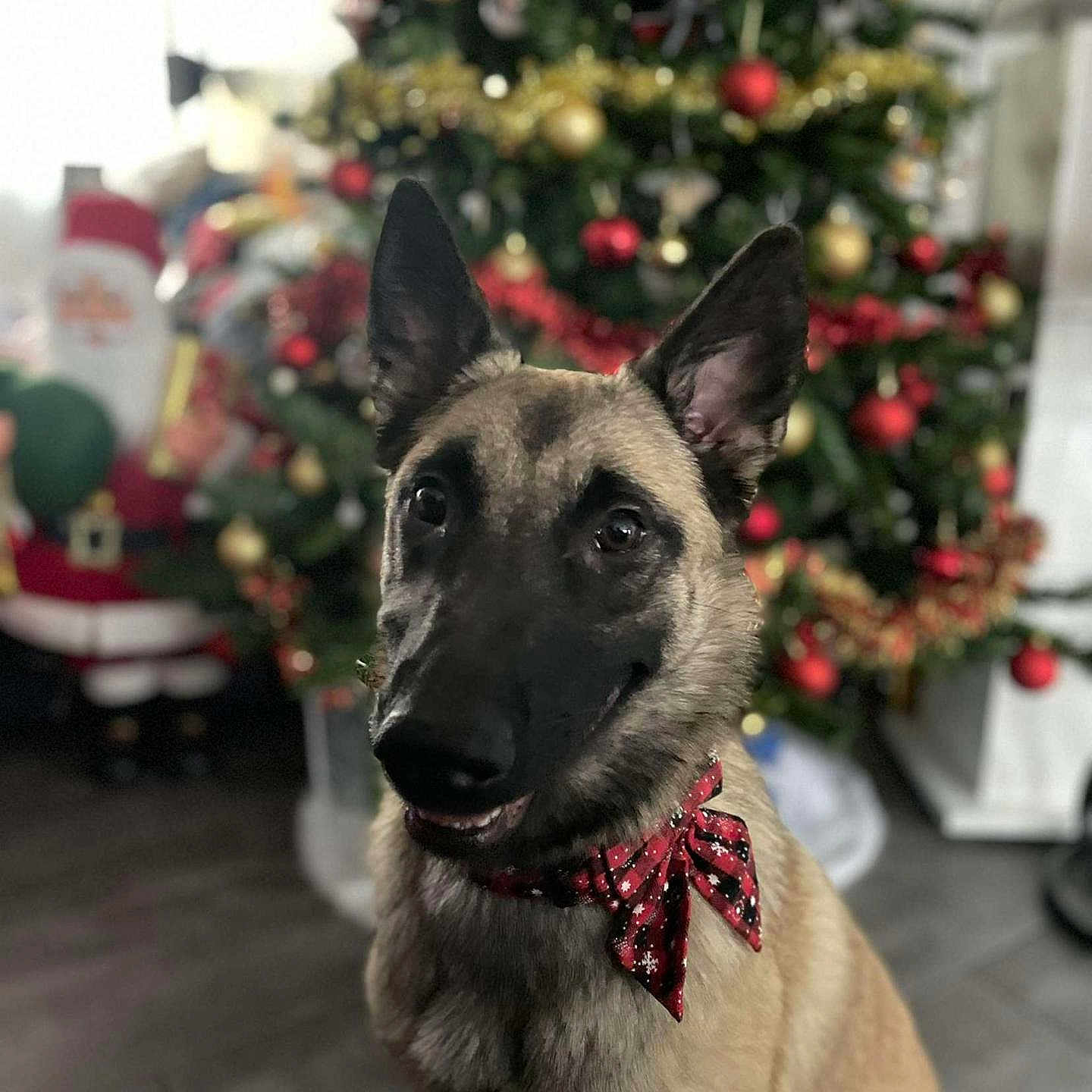 Vaya participe au concours pour gagner de l'argent avec cette photo : animal, canine, christmas, christmasdecorations, christmastree, christmastreeornaments, dog, festival, germanshepherd, pet, puppy, snout