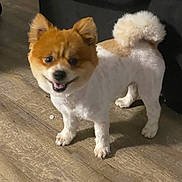 Oso is registered to the contest to win money with this photo: dog, pet, indoor, wooden_floor, groomed, fluffy, small_dog, cute, tail, fur, animal, canine, standing, looking, happy, domestic, companion, friendly, brown, white