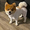 dog, pet, indoor, wooden_floor, groomed, fluffy, small_dog, cute, tail, fur, animal, canine, standing, looking, happy, domestic, companion, friendly, brown, white