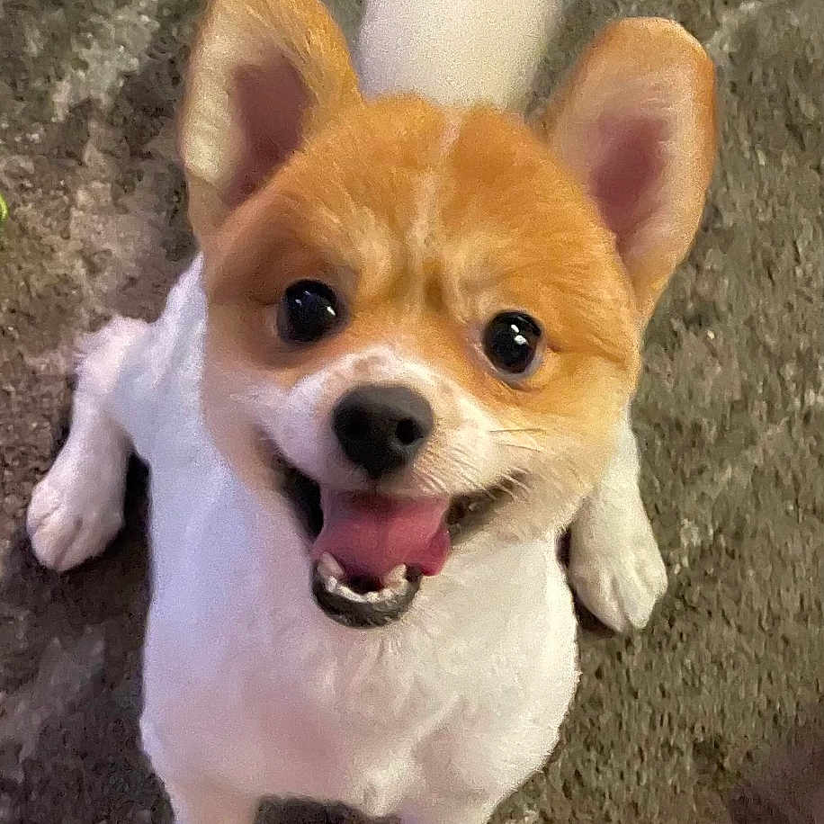 Oso is registered to the contest to win money with this photo: dog, small_dog, happy, smiling, ears, fur, pet, animal, cute, looking_up, sitting, outdoor, ground, tail, face, canine, friendly, domestic_animal, playful, companion