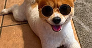 Patricia Diaz joined the competition — help win amazing prizes! dog, puppy, sunglasses, fluffy_tail, white_fur, brown_fur, pointy_ears, happy, smiling, tongue_out, lying_down, portrait, pet, indoor, tile_floor, carpet, close_up, fashion, funny, animal