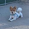 blue_neckerchief, brown_fur, clothing, concrete, curled_tail, dog, gate, happy, lying_down, open_mouth, outdoor, pavement, portrait, puppy, sitting, small_dog, stone_wall, upright_ears, urban, white_fur
