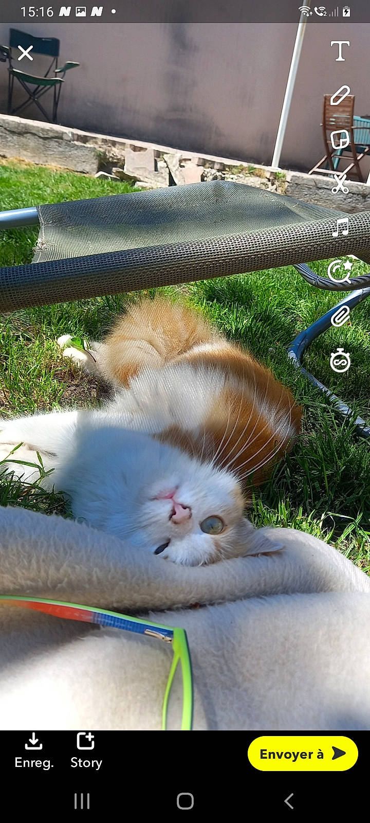 Stella participe au concours pour gagner de l'argent avec cette photo : carnivore, cat, companion_dog, dog_breed, eye, fawn, felidae, foot, grass, human_body, human_leg, light, line, mammal, plant, small_to_medium_sized_cats, snout, tail, whiskers, window