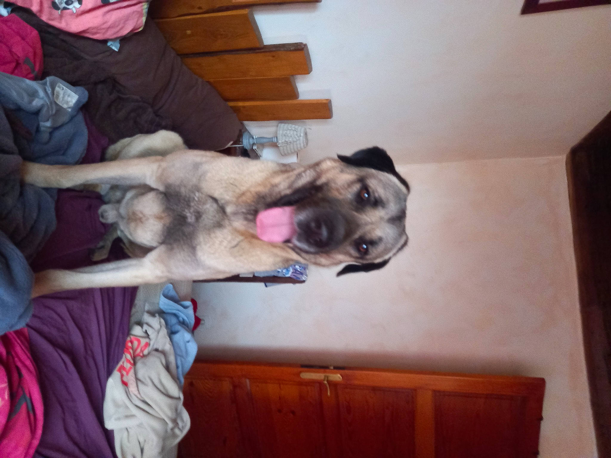 Paga participe au concours pour gagner de l'argent avec cette photo : canidae, carnivore, collar, comfort, companion_dog, dog, dog_breed, fawn, fur, hardwood, non_sporting_group, snout, sporting_group, wood, working_animal