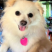 Daisy Mae joined the competition — help win amazing prizes! dog, white_dog, fluffy, pet, indoor, tongue_out, heart_tag, close_up, cute, small_dog, animal, fur, paw, person_hand, patterned_clothing, smiling, domestic_animal, companion, friendly, portrait