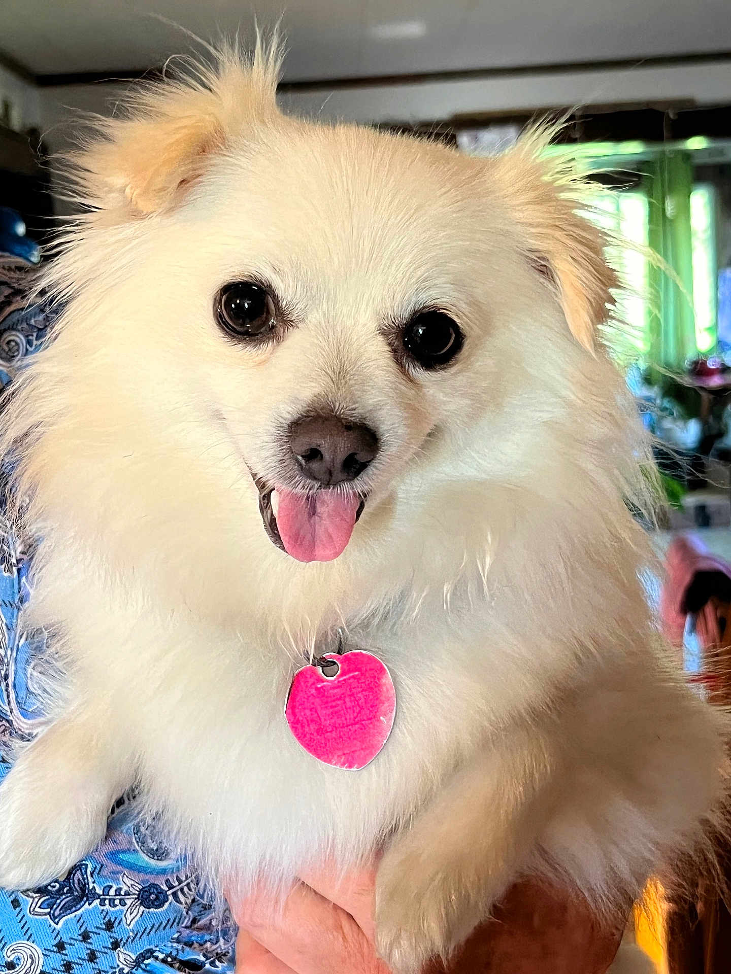 Daisy Mae joined the competition — help win amazing prizes! dog, white_dog, fluffy, pet, indoor, tongue_out, heart_tag, close_up, cute, small_dog, animal, fur, paw, person_hand, patterned_clothing, smiling, domestic_animal, companion, friendly, portrait