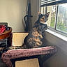 Yackie is registered to the contest to win money with this photo: animal, blinds, carpet, cat, cat_tree, contemplative, cozy, domestic, feline, home, indoor, looking_outside, pet, quiet, resting, scratching_post, sunlight, tortoiseshell_cat, window, wooden_table
