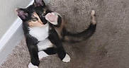 Yackie is registered to the contest to win money with this photo: animal, calico, carpet, cat, cute, feline, floor, fur, indoor, kitten, paw, pet, playful, raising_paw, sitting, small, tail, wall, whiskers, young