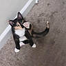 animal, calico, carpet, cat, cute, feline, floor, fur, indoor, kitten, paw, pet, playful, raising_paw, sitting, small, tail, wall, whiskers, young