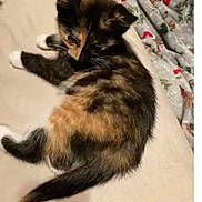 Yackie is registered to the contest to win money with this photo: animal, blanket, cat, cozy, cute, domestic, feline, fur, indoor, kitten, lying_down, pattern, paws, pet, resting, sleepy, tail, tortoiseshell, whiskers, young