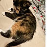 animal, blanket, cat, cozy, cute, domestic, feline, fur, indoor, kitten, lying_down, pattern, paws, pet, resting, sleepy, tail, tortoiseshell, whiskers, young