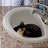 Yackie joined the competition — help win amazing prizes! animal, appliance, bathroom, cat, ceramic, compact, countertop, curious, cute, domestic, feline, granite, indoor, looking, pet, resting, sink, toiletries, tortoiseshell, white