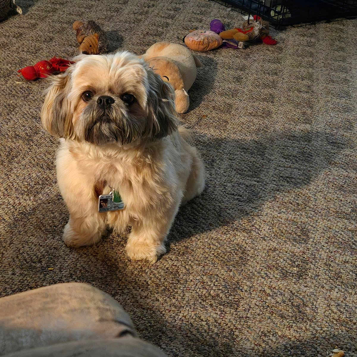 Coco is registered to the contest to win money with this photo: dog, carpet, plush_toy, indoor, pet, small_dog, shadow, floor, toy, brown, beige, furry, cute, animal, collar, tag, resting, cozy, home, companion