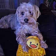 Virgule a rejoint le concours — aidez-le/la à gagner de superbes lots ! animal, comfort, companion, couch, cozy, curtains, cute, dog, duck, fur, furniture, home, indoor, living_room, pet, plant, plush_toy, relaxed, soft_lighting, toy