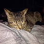 Choupy a rejoint le concours — aidez-le/la à gagner de superbes lots ! animal, blanket, cat, closeup, comfort, cozy, cute, domestic, feline, fur, indoors, mammal, nap, pet, relaxation, resting, sleeping, soft, tabby, whiskers
