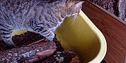 Choupy participe au concours pour gagner de l'argent avec cette photo : animal, cat, closeup, container, curious, domestic_cat, firewood, floor, furniture, indoor, logs, pet, rustic, shed, storage, tabby_cat, wheelbarrow, wood, woodchips, yellow