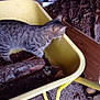 animal, cat, closeup, container, curious, domestic_cat, firewood, floor, furniture, indoor, logs, pet, rustic, shed, storage, tabby_cat, wheelbarrow, wood, woodchips, yellow