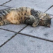 Choupy participe au concours pour gagner de l'argent avec cette photo : animal, cat, closeup, curling, feline, grass, mammal, nature, outdoor, patio, peaceful, pet, quiet, relaxation, resting, rocks, sleeping, stone_tiles, sunlight, tabby_cat