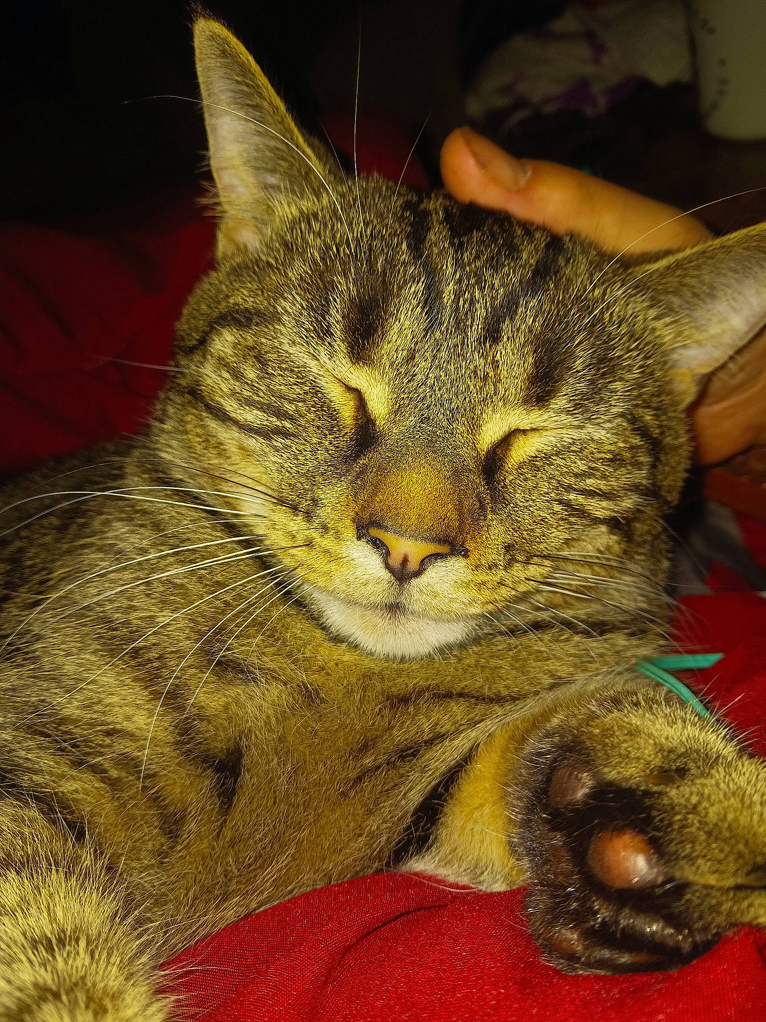 Bowie is registered to the contest to win money with this photo: carnivore, cat, claw, domestic_short_haired_cat, felidae, fur, paw, small_to_medium_sized_cats, snout, terrestrial_animal, whiskers, wildlife