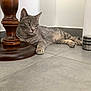 cat, gray_tabby, feline, pet, indoor, floor, tile_floor, wooden_furniture, relaxed, resting, animal, whiskers, paws, ears, green_eyes, domestic_cat, home, quiet, calm, comfort
