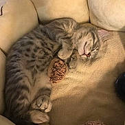 Simba participe au concours pour gagner de l'argent avec cette photo : kitten, sleeping, bed, plush, toy, cozy, feline, cat, cute, fur, tabby, pet, relaxing, indoor, animal, soft, comfort, whiskers, paw, resting