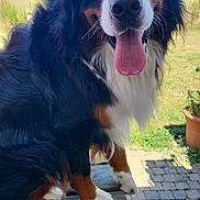 Aiko participe au concours pour gagner de l'argent avec cette photo : dog, bernese_mountain_dog, outdoor, bench, tongue_out, happy, pet, canine, fur, black, white, brown, grass, sky, sunny, nature, paws, portrait, animal, backyard