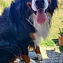 dog, bernese_mountain_dog, outdoor, bench, tongue_out, happy, pet, canine, fur, black, white, brown, grass, sky, sunny, nature, paws, portrait, animal, backyard