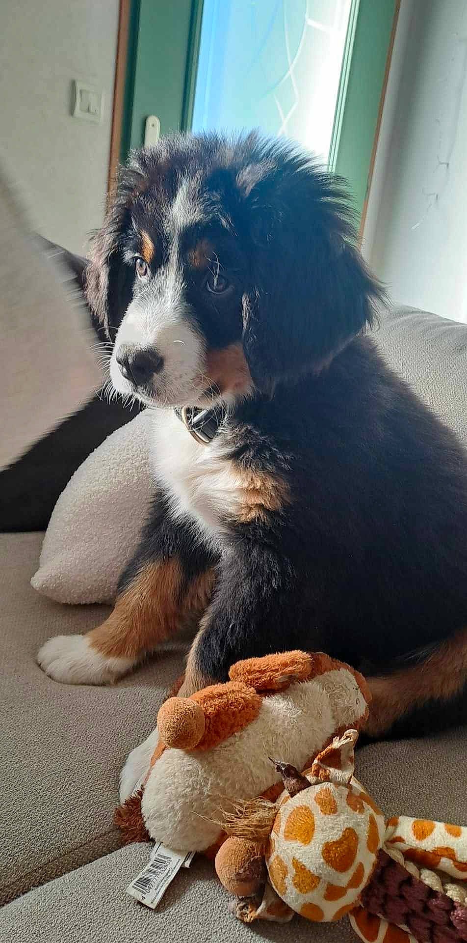 Aiko a rejoint le concours — aidez-le/la à gagner de superbes lots ! australian_shepherd, ball, border_collie, canidae, carnivore, comfort, companion_dog, dog, dog_breed, fur, herding_dog, paw, puppy, snout, sporting_group, terrestrial_animal, toy_dog, whiskers, working_dog