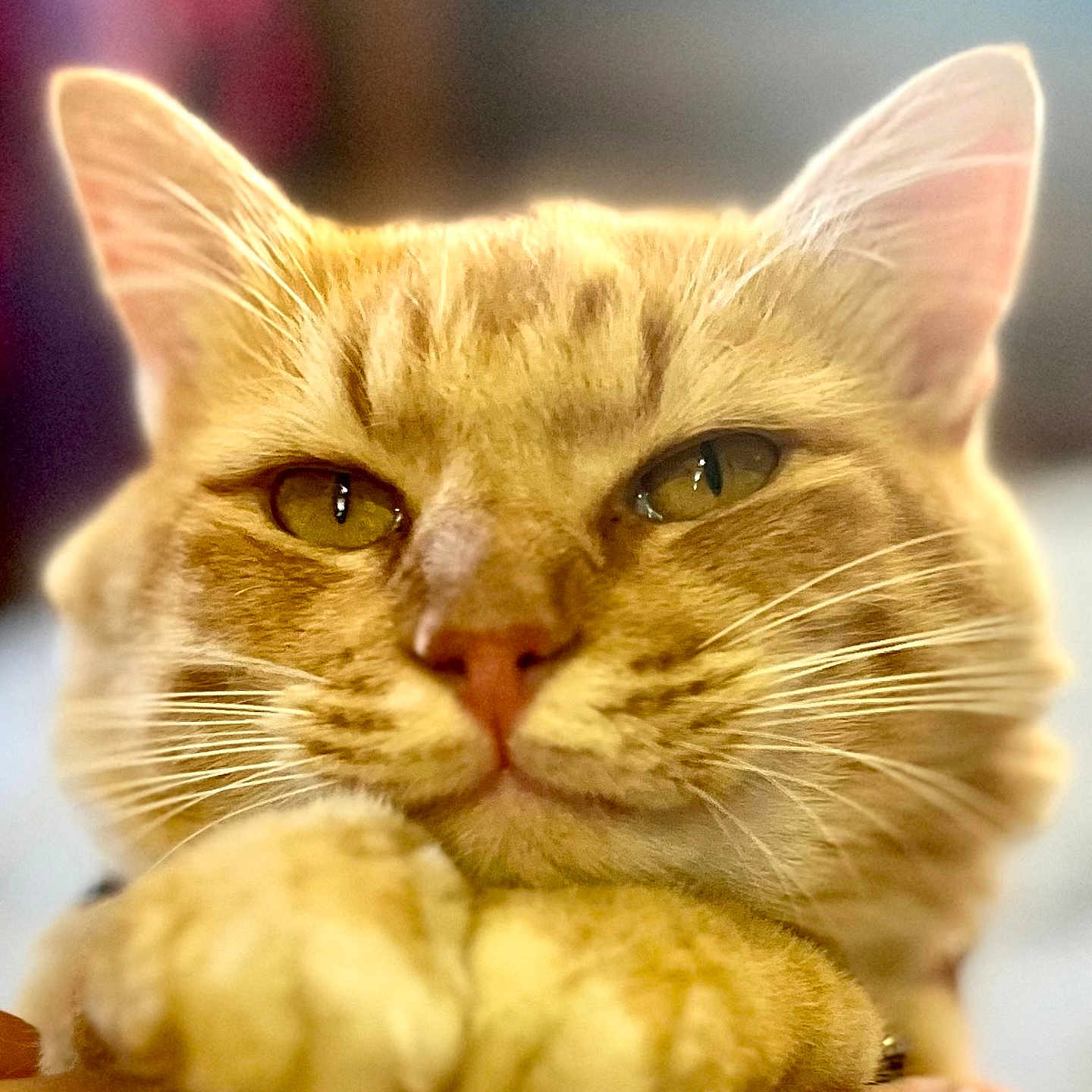 Mr. Gold joined the competition — help win amazing prizes! abyssinian, angora, animal, bodypart, cat, claw, electronics, finger, gold, hand, hardware, hook, kitten, manx, mouth, person, pet, siamese, sleeping