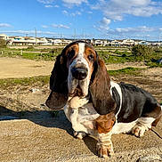 Ramses a rejoint le concours — aidez-le/la à gagner de superbes lots ! animal, basset_hound, canine, clouds, companion, daylight, dog, ears, fence, grass, leisure, mammal, nature, outdoor, pets, portrait, residential_area, sky, stone, sunny